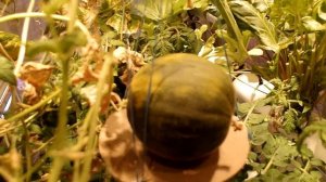 Дыня и щавель на гидропонике