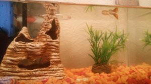 Гуппи в аквариуме