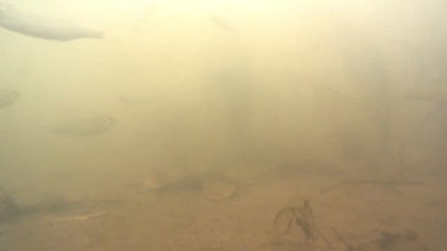 MAF00037 плотва иокунь тарань вобла подводная съёмка в кеке саар франция смотреть онлайн