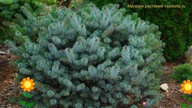 Ель ситхинская Зилберзверг. Краткий обзор, описание характеристик picea sitchensis Silberzwerg смотреть онлайн