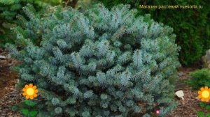 Ель ситхинская Зилберзверг. Краткий обзор, описание характеристик picea sitchensis Silberzwerg