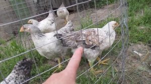 Взвешивание 2 мес курей Мастер Грей