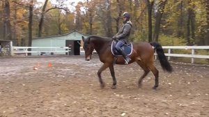 Учим лошадь выходить на повод. Как поставить собранную рысь.