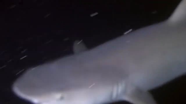 Подводный мир морей и океанов.