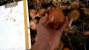 лук Ятоба F1 от компании Enza Zaden.