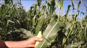 Росс 199  проверяем как растёт в 4 областях  ( Марий Эл, Чувашия, Владимирская, Нижегородская)