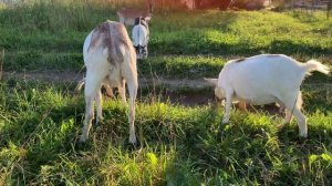 Камерунские Козы.Особенности породы #камерунскиекозы