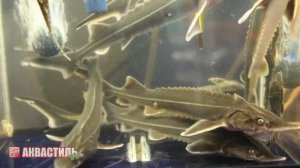 Стерлядь. Аквариумные рыбки. Аквариумистика.