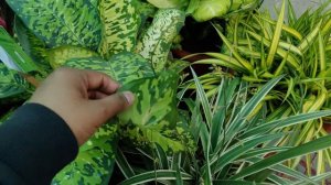 Rare Plant : Aglaonema pictum tricolor in india