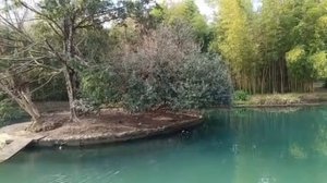 Парк ?Южных?Культур. Адлер январь 2023