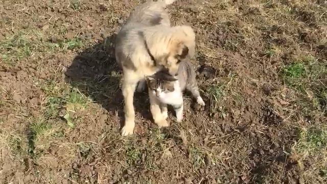 А У НИХ ЛЮБОВЬ! СОБАКА И КОШКА. смотреть онлайн