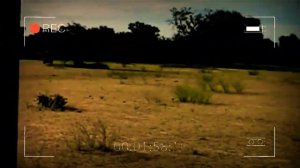 La Historia de Ginger y Garlic | Lions #SouthLuangwa