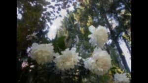 Прогулка по саду Наталии Жуковой, часть  4