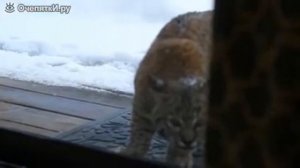 Кот против рыси