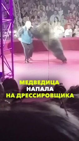 Медведица напала на дрессировщика в цирке Обнинска во время выступления