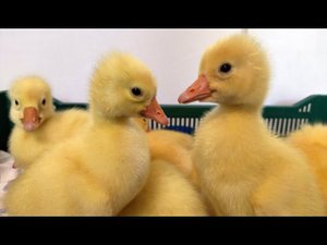 БЕСКОНЕЧНЫЕ И СУМАСШЕДШИЕ ВЫВОДЫ ПТИЦЫ. Мускусные утята, гусята, цыплята, индюшата и руанские утята.