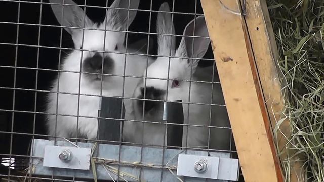 Крольчата.Кролики.Кормушки. смотреть онлайн