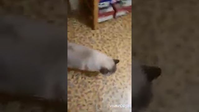 "Подарил сестре кота" часть 2. смотреть онлайн