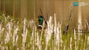 Природоведение. Водоёмы