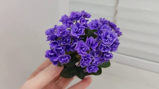 Фиалка Blue Scoundrel смотреть онлайн