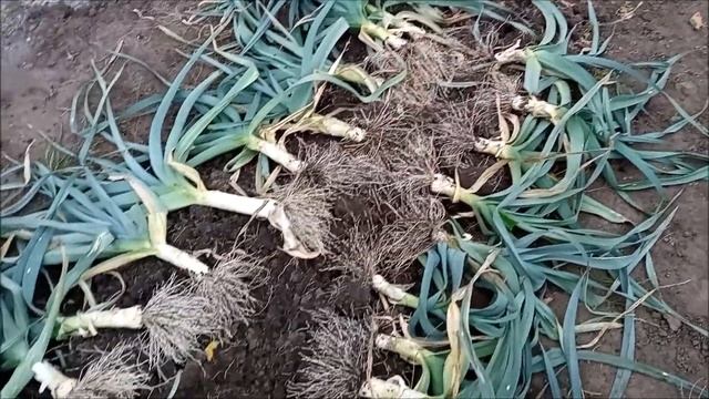 Уборка порея и хранение на зиму, результаты эксперимента 2021 смотреть онлайн