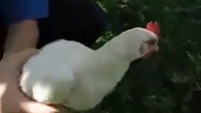 петух смотреть онлайн