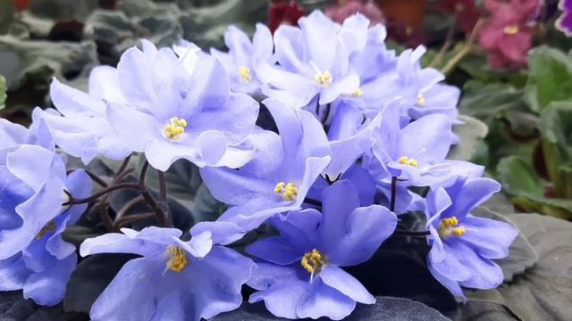 Профилактическая обработка фиалок! Польза или вред? Делюсь своим опытом! смотреть онлайн