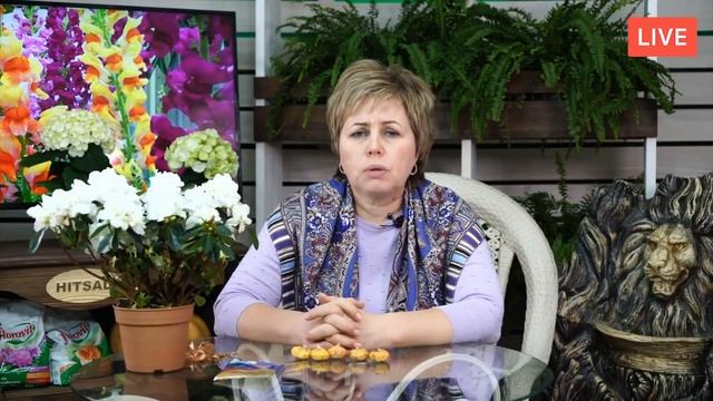 Все о выращивании гладиолусов ? Обработка, подкормки, полив, борьба с болезнями ? Прямой эфир смотреть онлайн