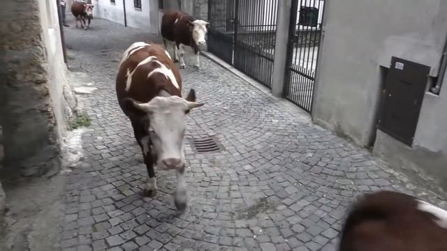 Красивые коровы с колокольчиками, праздник в Италии часть 1 смотреть онлайн