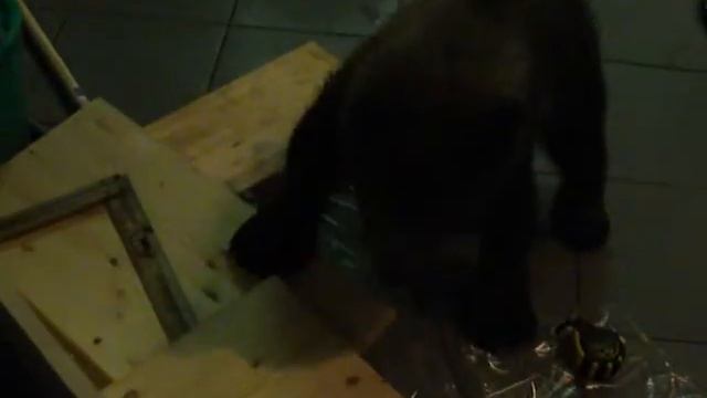 Сеня как всегда помогает, делаем подставку под миски малышам. смотреть онлайн