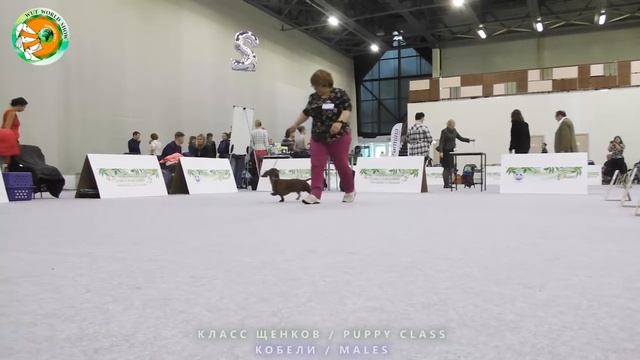 WUT JUBILEUM SHOW 2017. Такса стандартная гладкошерстная. Беби. Щенки. смотреть онлайн