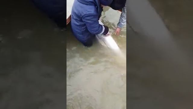 В Атырау выловлена белуга весом в центнер смотреть онлайн