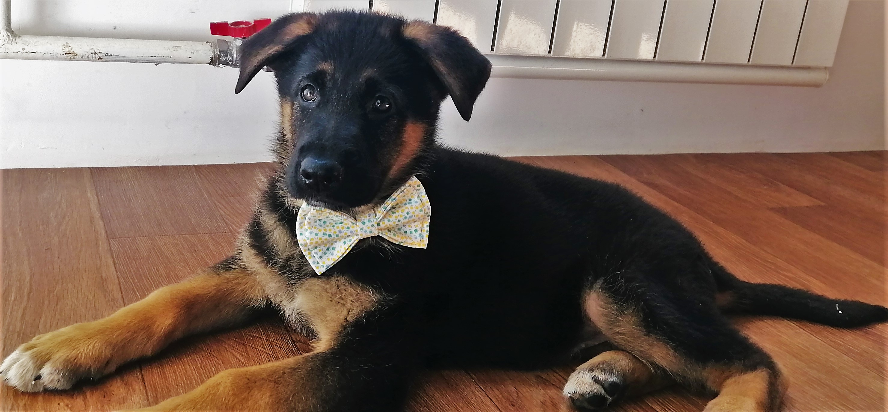 Щенок грызёт всё подряд — смотреть онлайн видео бесплатно