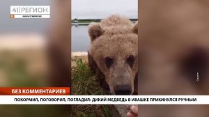 ПОКОРМИЛ, ПОГОВОРИЛ, ПОГЛАДИЛ: ДИКИЙ МЕДВЕДЬ В ИВАШКЕ ПРИКИНУЛСЯ РУЧНЫМ• БЕЗ КОММЕНТАРИЕВ