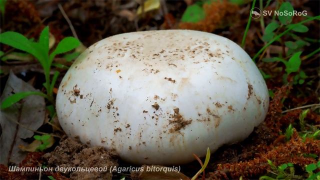 Шампиньон двукольцевой (Agaricus bitorquis) смотреть онлайн