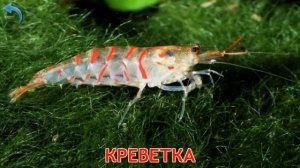 Карточки Домана. Часть 6. Мир воды