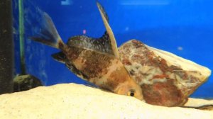 Новый питомец - аквариумная акула! Необычная рыба парусник в нашем аквариуме.