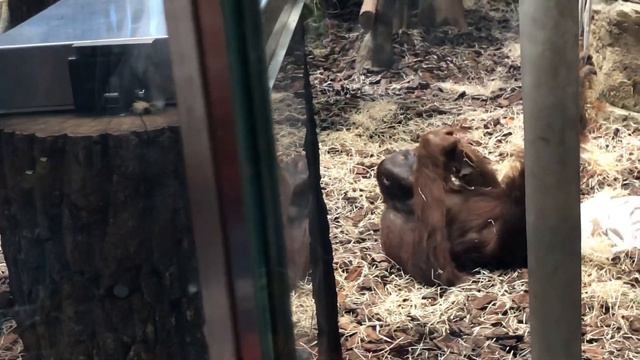 ХАРЬКОВСКИЙ ЗООПАРК! Как попасть в зоопарк! смотреть онлайн