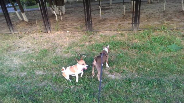 Брайс играет с Джек Рассел Терьером смотреть онлайн