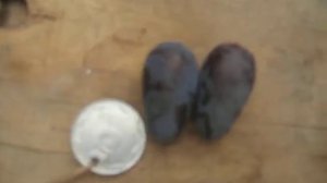 Виноград сорт Памяти Негруля 2017