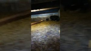 Zwartbles /Romanov F1 sheeps(2)