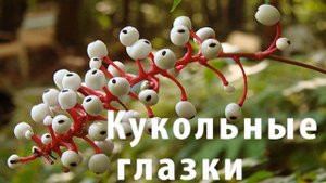 3 Самых опасных растения