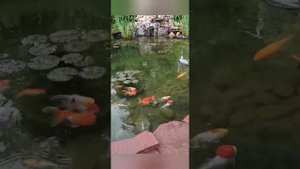 Прудик с золотыми рыбками.#прудсвоимируками #золотыерыбки