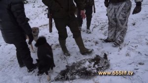 Охота на кабана и лося с Вячеславом Сааковым в Смоленской области. Часть 3.