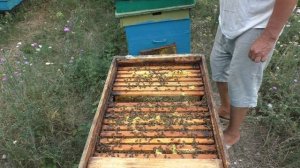 Когда лучше выводить маток? Замена маток в августе.