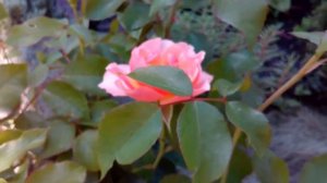 Жан Кокто роза Jean Cocteau rose 11 липня 2020 р.