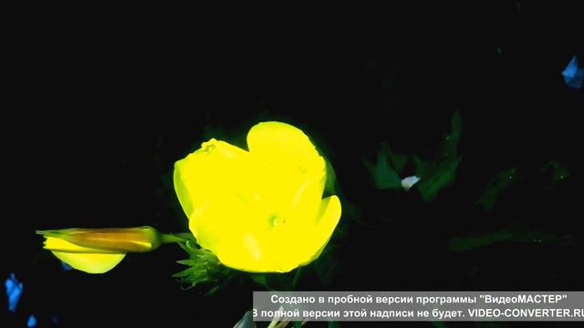 как рацветала ночная фея 1 смотреть онлайн