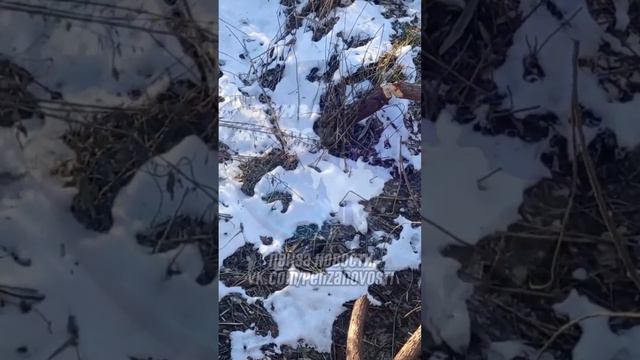 🦫 Очевидцы сообщают, что в затоне города Спутник поселились бобры. смотреть онлайн