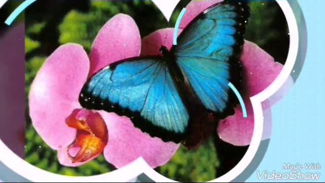 Красивые картинки бабочек смотреть онлайн