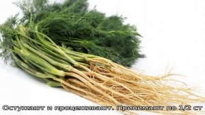 Полезные свойства корня укропа и его лечебное применение